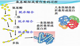 氨基酸檢測